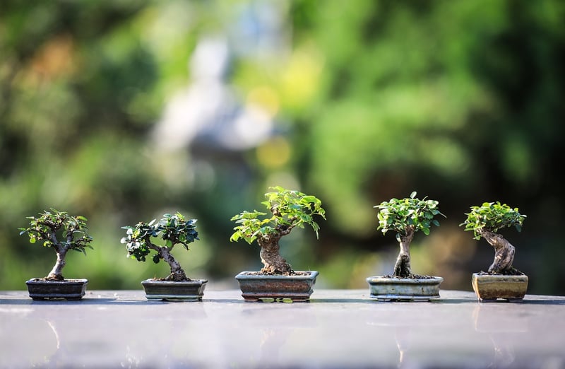 Indoor Herb Garden